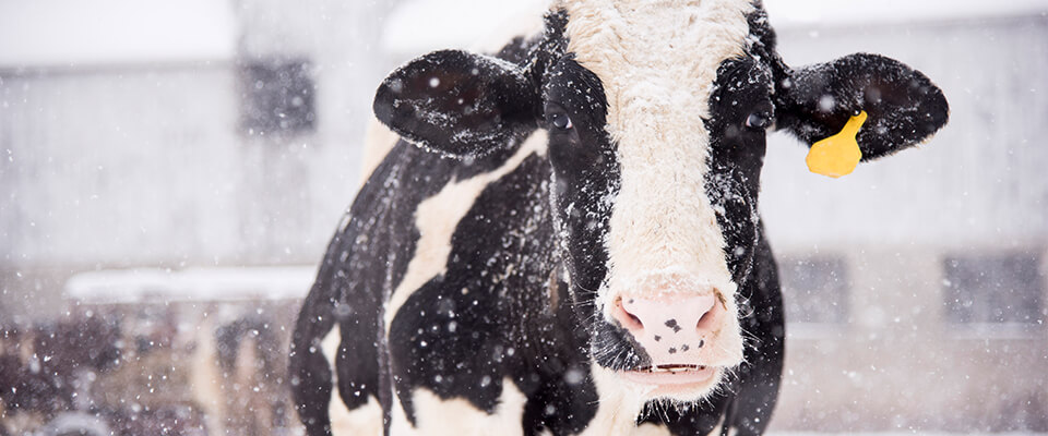 Cow in a snowy field